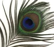paon/peacock