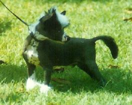 Dandy 3 mos