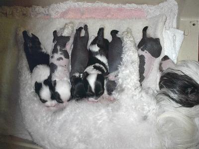 Mulan's pups