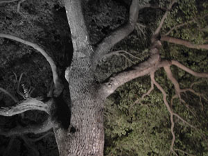 photo of tree in two tones, color and black
