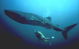 Whale Shark