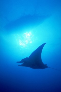 Manta Ray