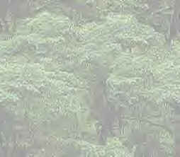 We all need to work together to save the Rain Forests.
