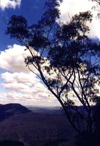 aussie tree