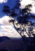 blue tree