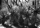 african cactuses