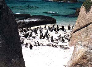 african penguins