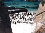 penguins