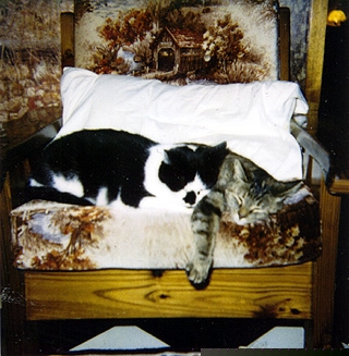 two bad cats