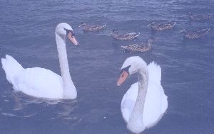 Lily Dale Swan