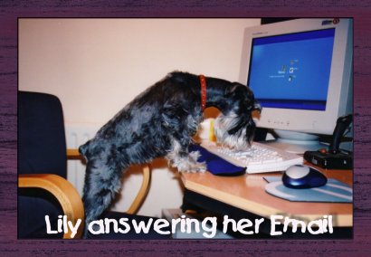 lilycomputer2.jpg (28151 bytes)