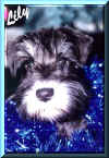 Lily in the tinsel