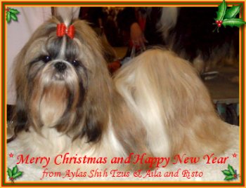 Aylas Shih Tzu