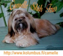 Camelle Shih Tzu