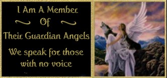 Angel Of Acceptance 
