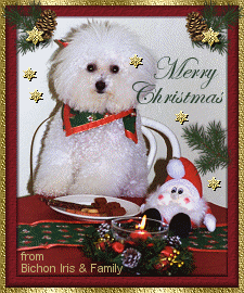 Anita's Bichon Fris