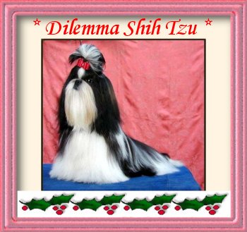 Dilemma Shih Tzu
