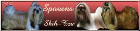 Spovens Shih Tzu