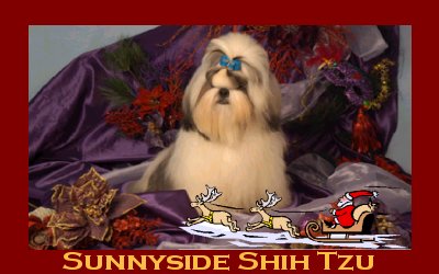 Sunnyside Shih Tzu