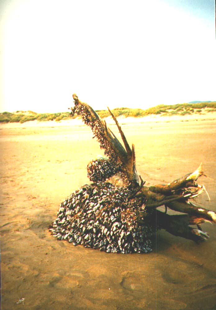 Shell covered log at Harlech
