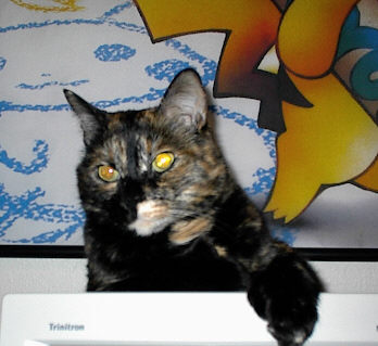 [Ellen on the computer monitor]