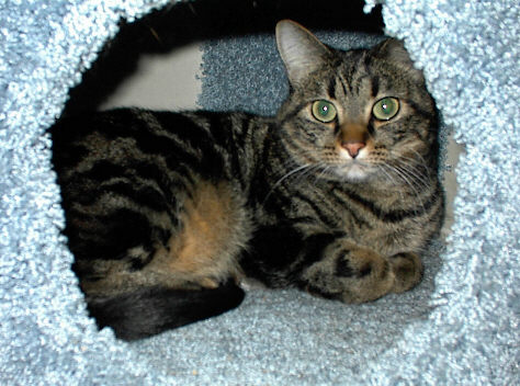 [Lily in the Kitty Condo]