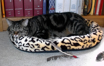[Lily on her Kitty pad]