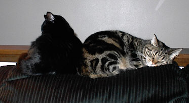 [Lily and Meche]
