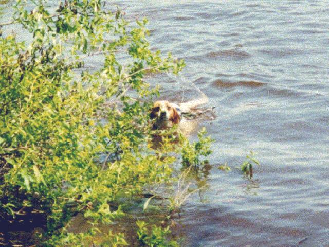 aries in the lake