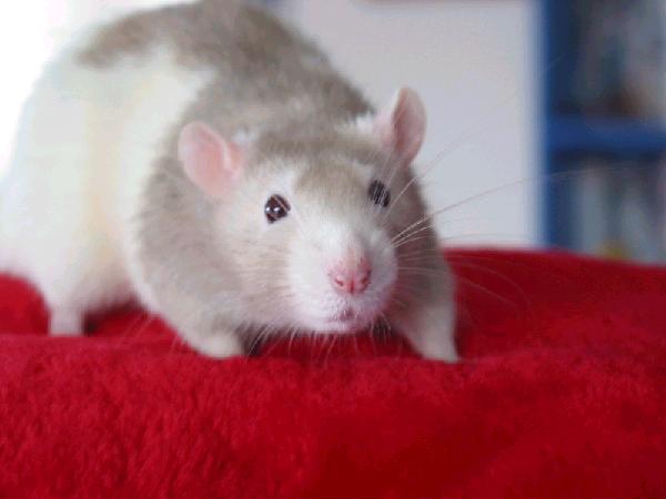 Bart being devastatingly handsome