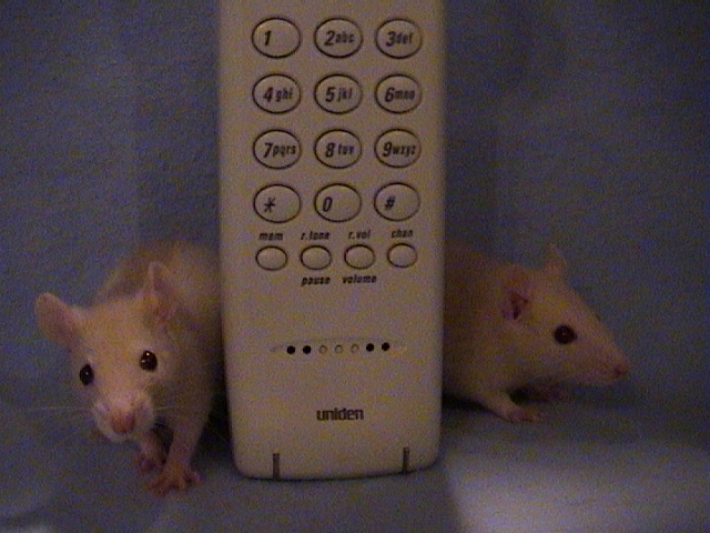 Can we make a toll call?