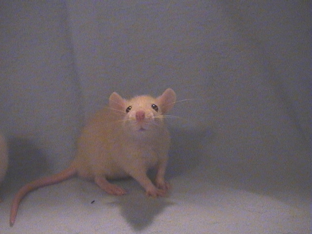 Chester at 4 weeks old