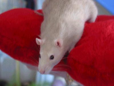 Chester not co-operating with the photographer