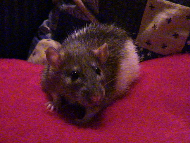 Sweet little Holly 2 weeks before she passed away