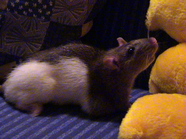 Holly with a mammary tumour