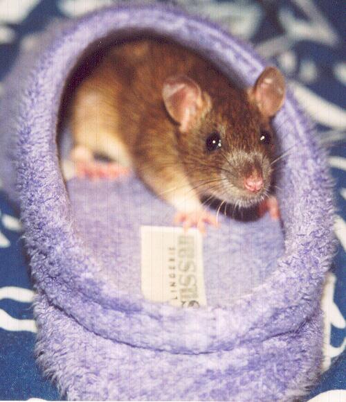 Phoebe hiding in my slipper