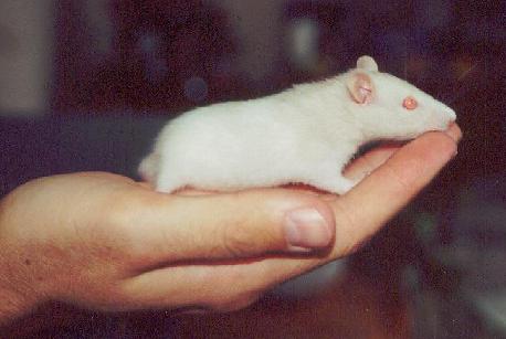 Tiny Timmy - before he grew up!