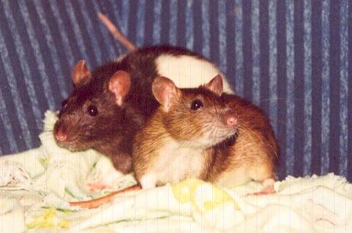 Wilma and Phoebe chill out on the couch