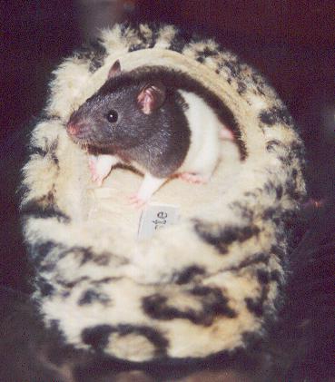 Baby Wilma in my slipper,