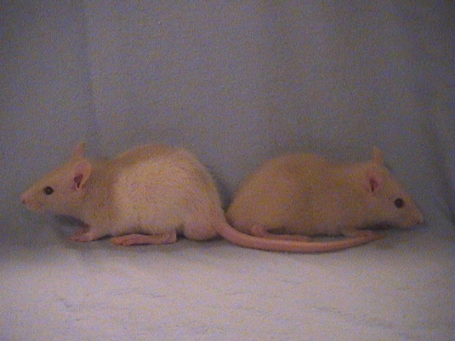 Bart and Chester 