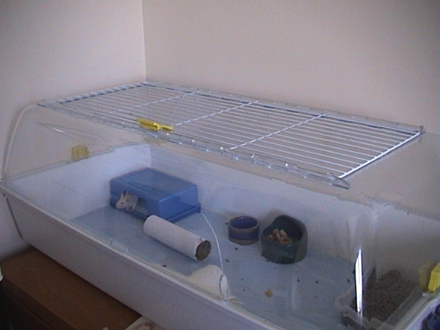 The babies' playpen