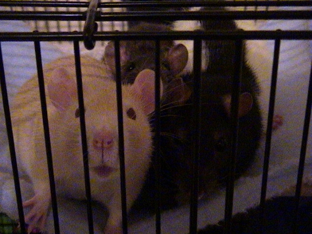 "Hey.... I think she's got food!!!"