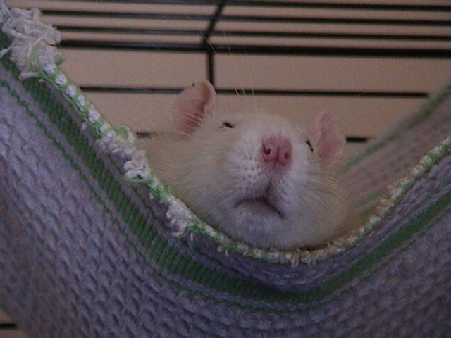 Go away. Sleeping.