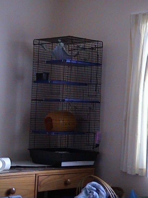 Timmy Towers
