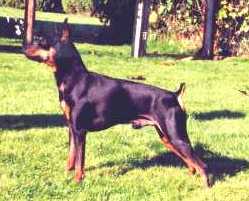 Ch. LilDevils Naughty Guy C.D. FD FDX FDCH