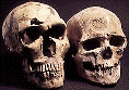 Homo neanderthalensis, beginning around 400,000 years ago, were superseded by our species, Homo sapiens, about 40,000 years ago.