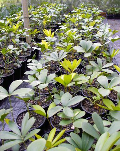 furfuracea seedlings