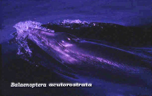 Rorcual aliblanco