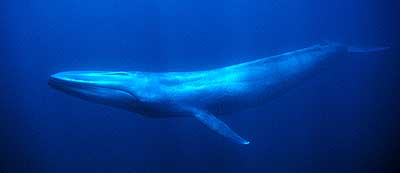 Ballena azul