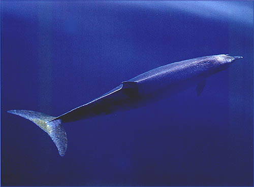 Ballenato hocicudo de Blainville